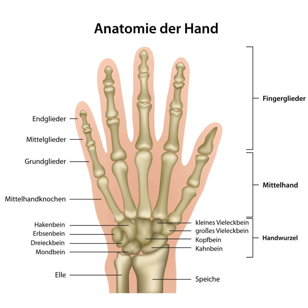 Anatomie der Hand