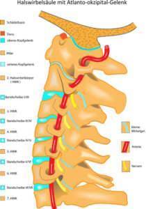 Halswirbelsaeule