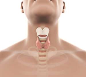 Human Thyroid Gland Anatomy Illustration